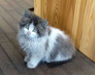New Mascot! - Soot